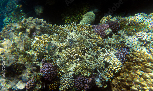 Under water photo of coral reef