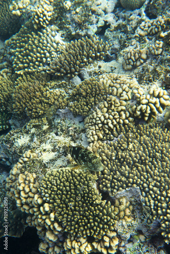 Under water photo of coral reef