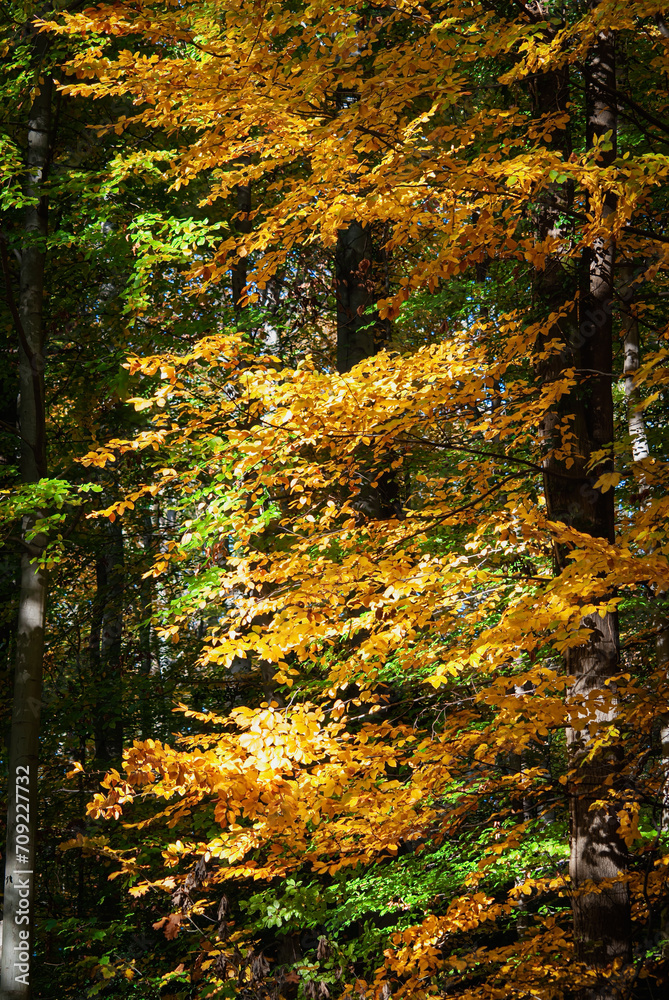 Autumnal mood with sunshine and wonderful colors in the forest. Autumnal mood with sunshine and wonderful colors in the forest.