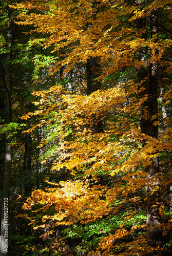 Autumnal mood with sunshine and wonderful colors in the forest.