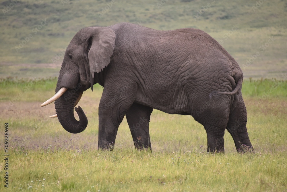 Fototapeta premium Elephant