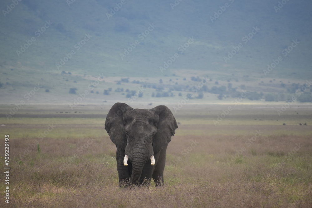 Fototapeta premium Elephant