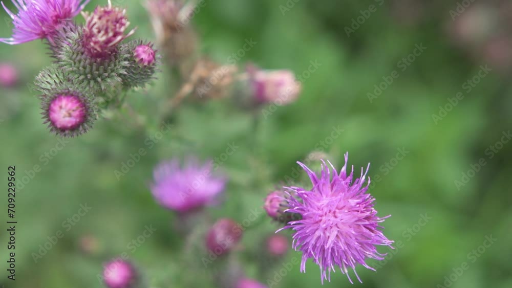 beautiful wild medical herb -thistle growth in meadow at sunny evening. close up beautiful wild medical herb -thistle growth in meadow at sunny evening. close up