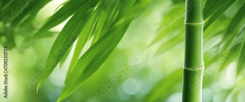 green bamboo leaves over sunny water surface background banner
