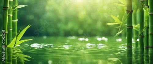 Obraz  z motywem green bamboo leaves over sunny water surface background banner