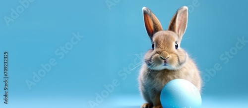 bunny with egg on blue background