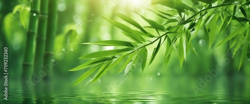 green bamboo leaves over sunny water surface background banner