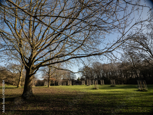 trees in the park