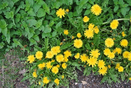 Dandelion and nettle growing wild in the forest in Spain