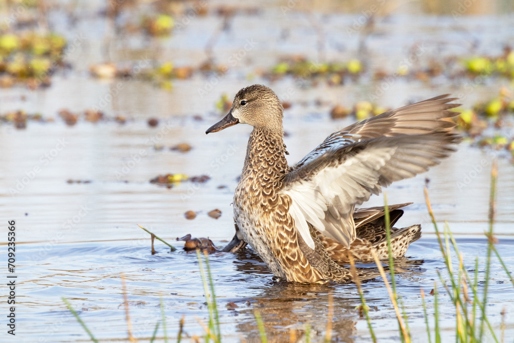 Fototapeta premium Blue-winged teal duck (Spatula discors) in a wetland in southwest Florida