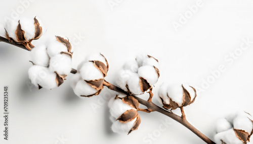 Photo of cotton branch isolated on white background with copy space