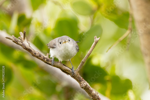 A blue-grey gnatcatcher (Polioptila caerulea), a small songbird, looking cute in southwest Florida photo