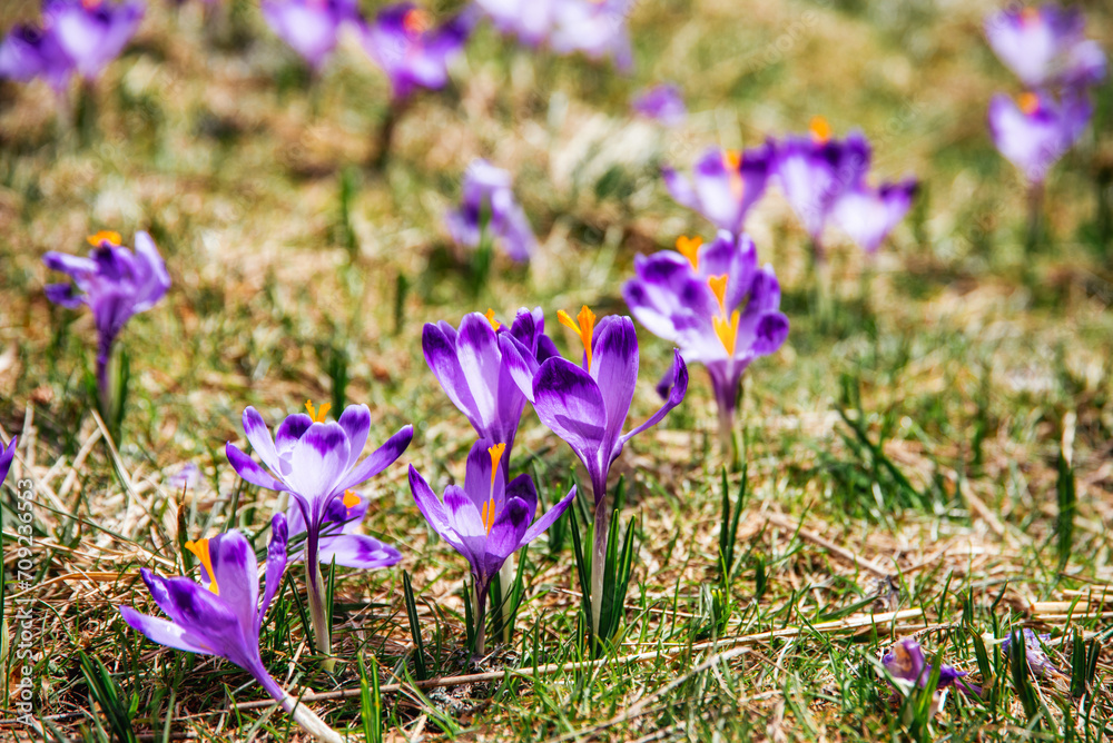 amazing field of blooming purple (blue) crocuses blooming in spring time. natural background (banner) amazing field of blooming purple (blue) crocuses blooming in spring time. natural background (banner)