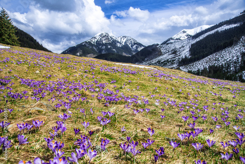 amazing field of blooming purple (blue) crocuses blooming in spring time. natural background (banner)