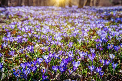 amazing field of blooming purple (blue) crocuses blooming in spring time. natural background (banner)