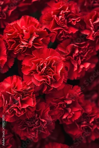 Carnations flowers with red petals Close Up. Natural wallpaper. Spring is here
