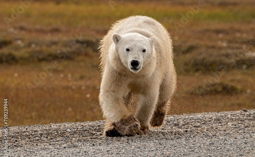 Polar Bear enjoying the summer arctic tundra in Prudhoe Bay, Alaska