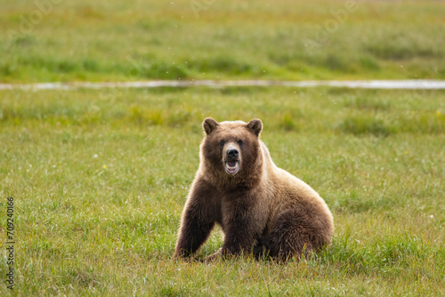 Wild Grizzly Bear sitting in the summer arctic tundra in Prudhoe Bay, Alaska