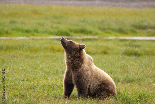 Grizzly Bear watching Mosquitoes