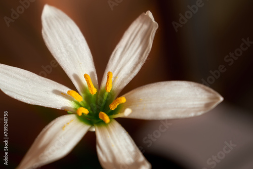 A flower with white petals taken in close-up