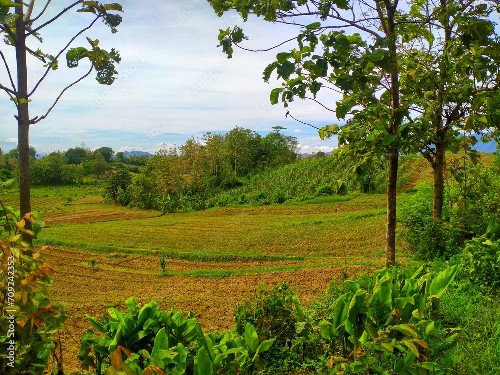 plantation in the middle of the forest plantation in the middle of the forest