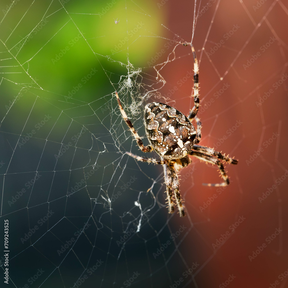 spider on the web spider on the web