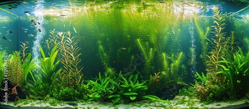 Vibrant Planted Aquarium with Tropical Fish © romanets_v