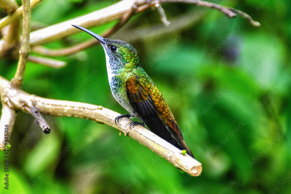 Fototapeta premium A female White-necked Jacobin (Florisuga mellivora) perching Small bird. Tropical bird in nature.