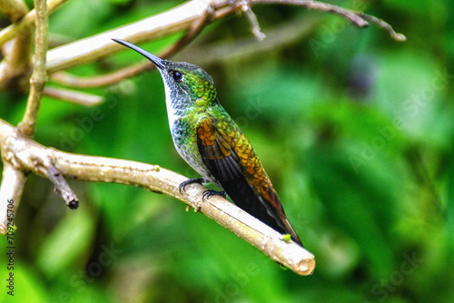 A female White-necked Jacobin (Florisuga mellivora) perching Small bird. Tropical bird in nature.