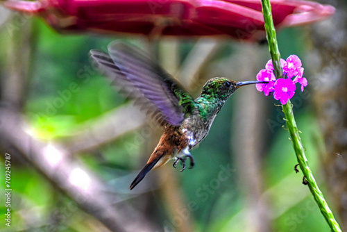 Female, White-necked Jacobin, Florisuga mellivora, Port of Spain, Trinidad and Tobago