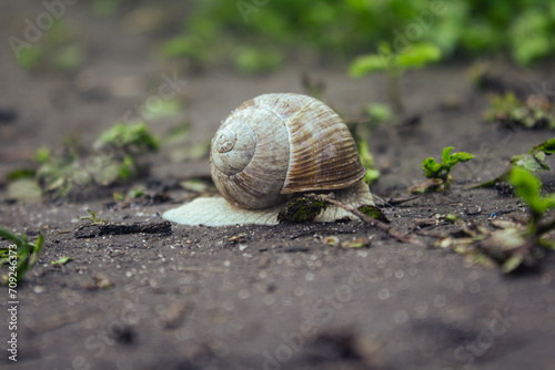 A snail crawls on the damp ground