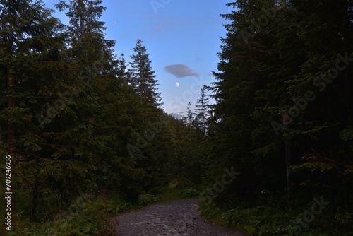 Road in the forest in the Tatra mountain photo