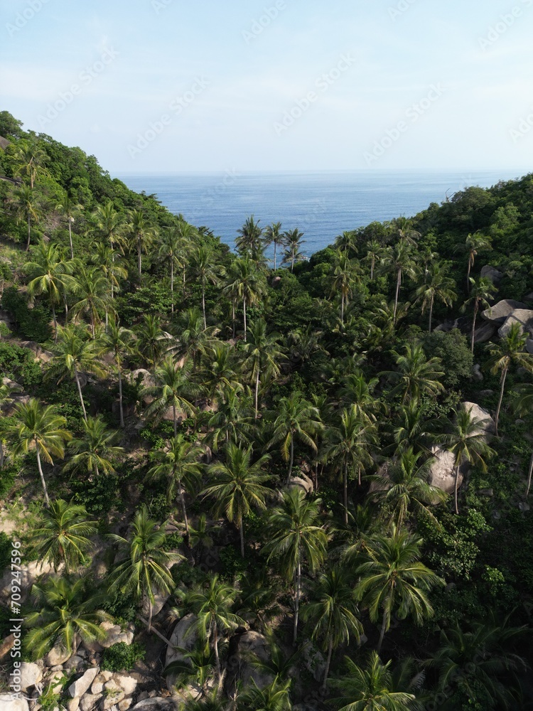Drone photo of jungle, Koh Tao island, Ko Pha-ngan District, Surat Thani, Thailand, Siam Gulf