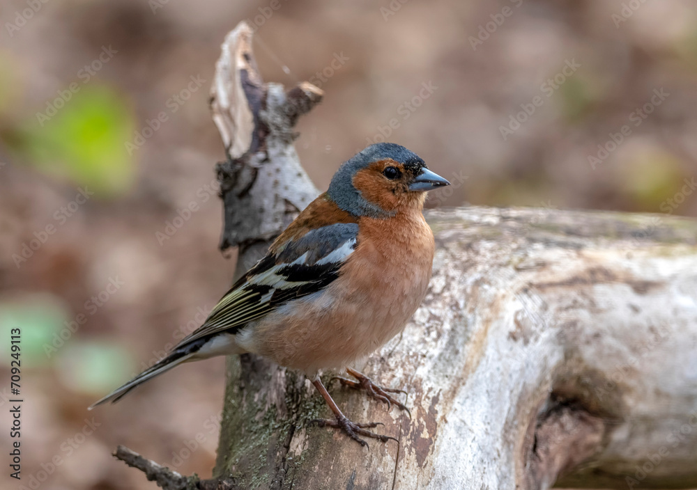 Fototapeta premium common chaffinch on a tree