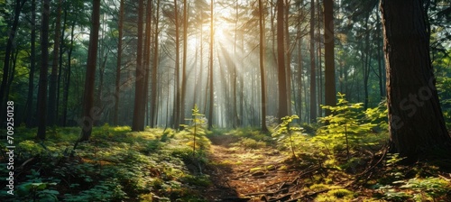 sun rays in the forest photo