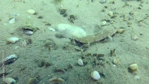 Breeding Marbled goby (Pomatoschistus marmoratus): having found a suitable shell, the male sweeps the sand from it with fins to make a nest. photo