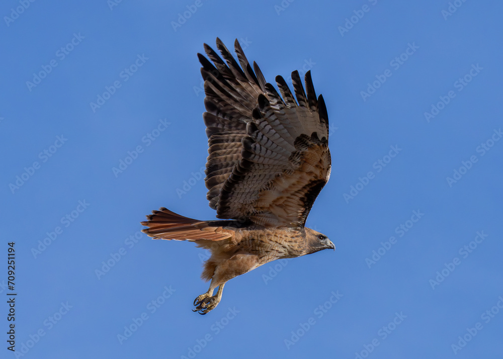 Fototapeta premium Redtail in Flight 2