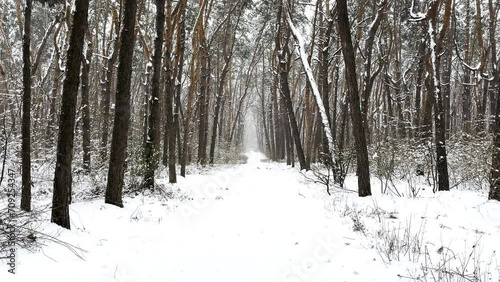 Camera moving along path among winter piny forest. View of walking along trail through snowy woodland. Snow-covered branches of pine trees at park. Beautiful nature landscape at background. Slow mo