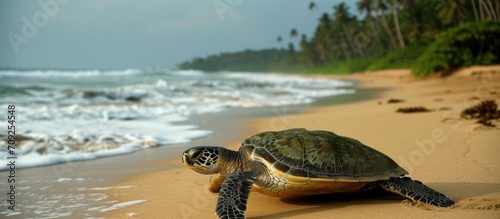 Hikkaduwa beach hosts a turtle from Sri Lanka. photo