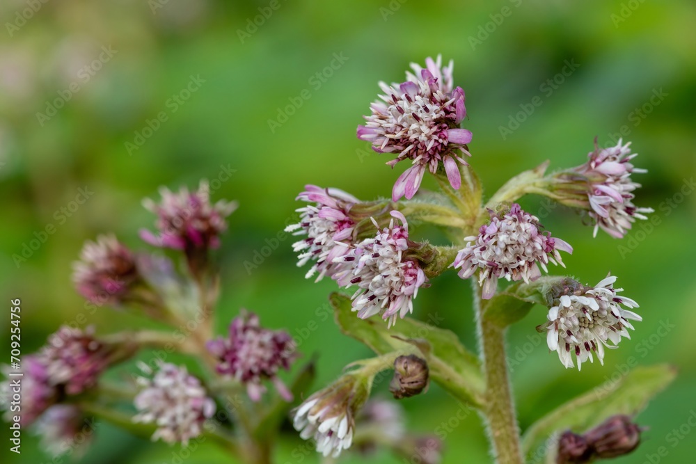 Close up of winter heliotrope (petasites pyrenaicus) flowers in bloom Close up of winter heliotrope (petasites pyrenaicus) flowers in bloom