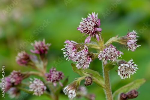 Close up of winter heliotrope  petasites pyrenaicus  flowers in bloom