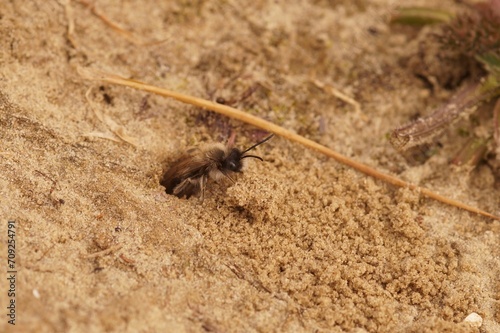 Closeup on a male of the endangered nycthemeral mining bee, Andrena nycthemera coming out of it's underground nest