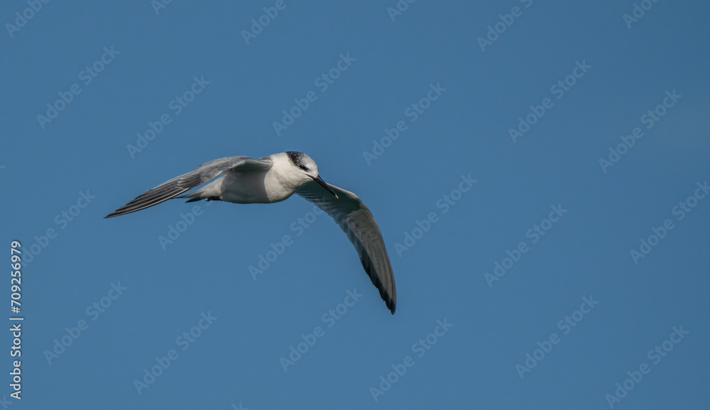 sandwich tern in flight over the mediterranean sea sandwich tern in flight over the mediterranean sea