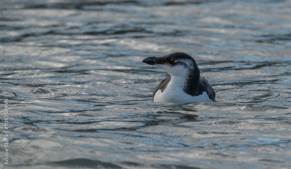Fototapeta premium Young razorbill swimming in the mediterranean sea 