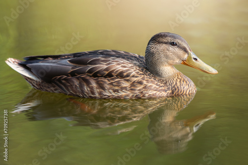 Close-up profile portrait of mallard. A duck swims in a calm pond, its reflection in the greenish water is clearly visible. Soft evening sunlight.
