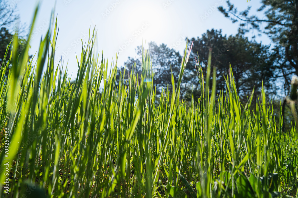 Summer background. Green grass close-up Summer background. Green grass close-up