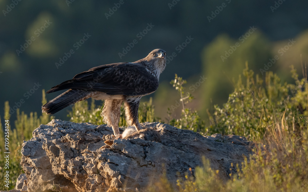 Fototapeta premium The majestic Bonelli´s eagle with her prey, Spain 