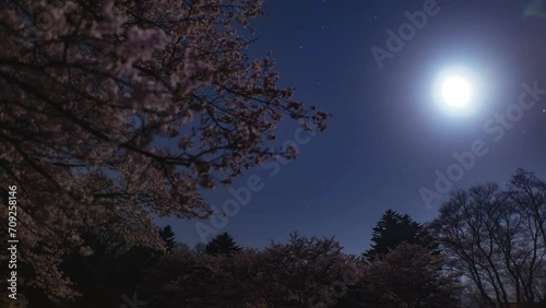 Wallpaper Mural 満開桜と春の月夜 Torontodigital.ca