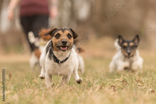 two small Jack Russell Terrier are running and playing togehter in the meadow in autumn