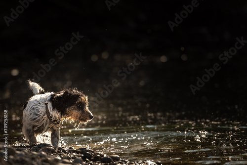 contrastive: small jack russell terrier engaging in waterside activities in dark, backlit environment